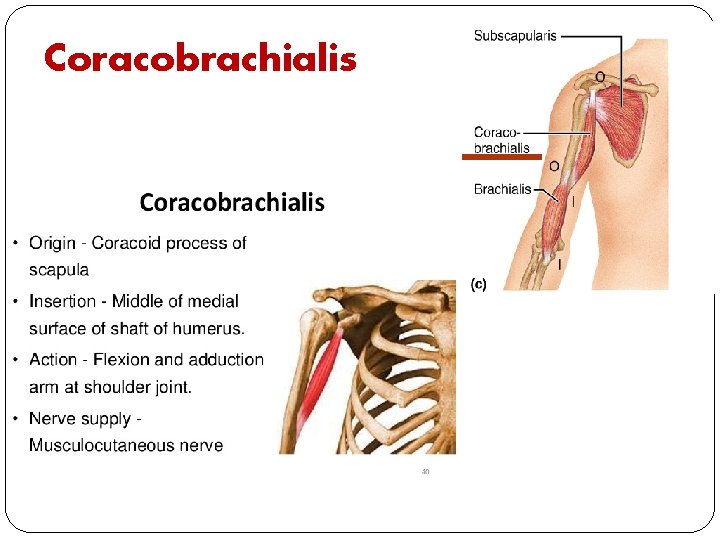 Coracobrachialis 