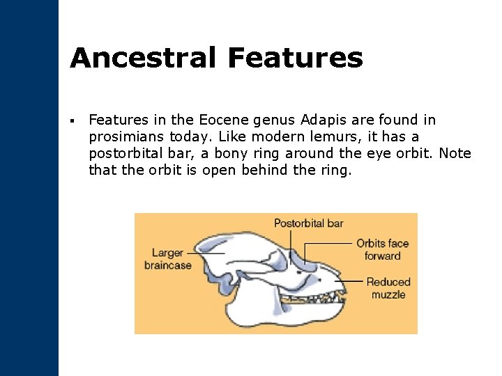 Ancestral Features § Features in the Eocene genus Adapis are found in prosimians today.