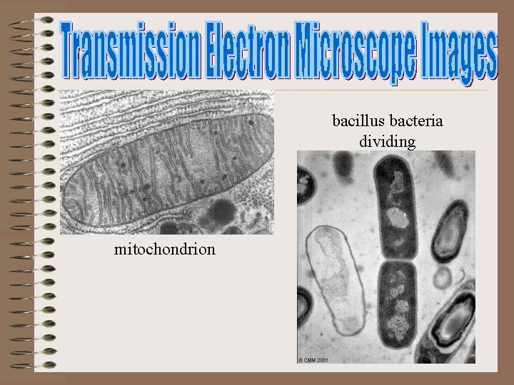 bacillus bacteria dividing mitochondrion 