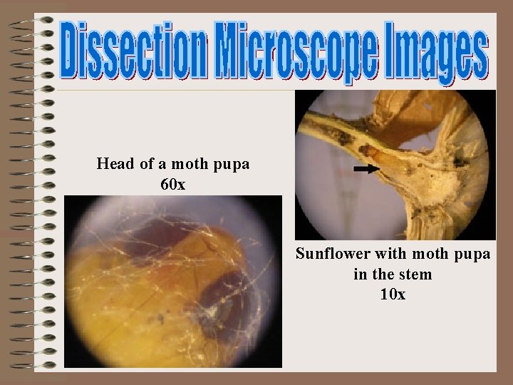 Head of a moth pupa 60 x Sunflower with moth pupa in the stem