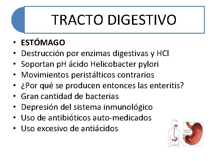 TRACTO DIGESTIVO • • • ESTÓMAGO Destrucción por enzimas digestivas y HCl Soportan p.