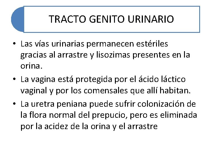 TRACTO GENITO URINARIO • Las vías urinarias permanecen estériles gracias al arrastre y lisozimas