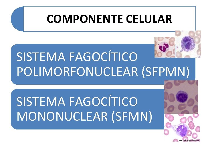 COMPONENTE CELULAR SISTEMA FAGOCÍTICO POLIMORFONUCLEAR (SFPMN) SISTEMA FAGOCÍTICO MONONUCLEAR (SFMN) 