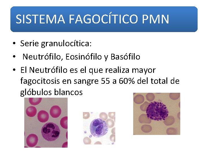 SISTEMA FAGOCÍTICO PMN • Serie granulocítica: • Neutrófilo, Eosinófilo y Basófilo • El Neutrófilo