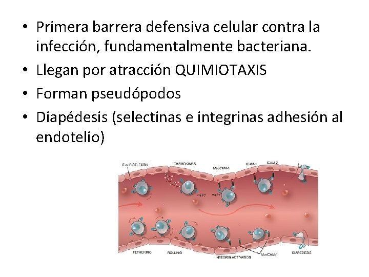  • Primera barrera defensiva celular contra la infección, fundamentalmente bacteriana. • Llegan por