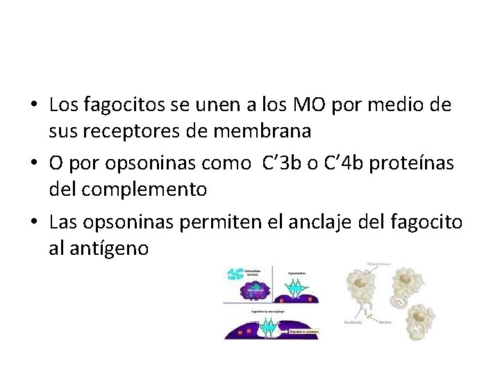  • Los fagocitos se unen a los MO por medio de sus receptores