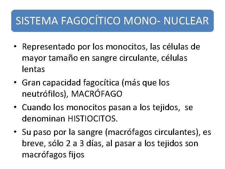 SISTEMA FAGOCÍTICO MONO- NUCLEAR • Representado por los monocitos, las células de mayor tamaño