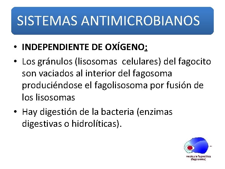 SISTEMAS ANTIMICROBIANOS • INDEPENDIENTE DE OXÍGENO: • Los gránulos (lisosomas celulares) del fagocito son