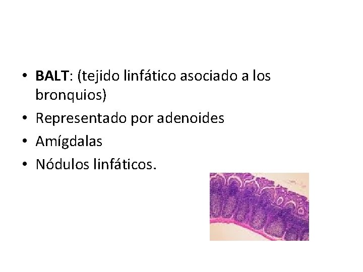  • BALT: (tejido linfático asociado a los bronquios) • Representado por adenoides •