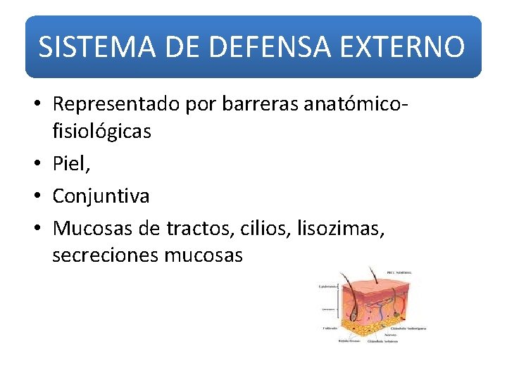 SISTEMA DE DEFENSA EXTERNO • Representado por barreras anatómicofisiológicas • Piel, • Conjuntiva •