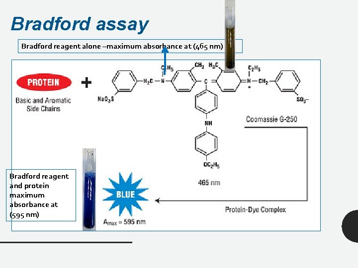 Bradford assay Bradford reagent alone –maximum absorbance at (465 nm) Bradford reagent and protein