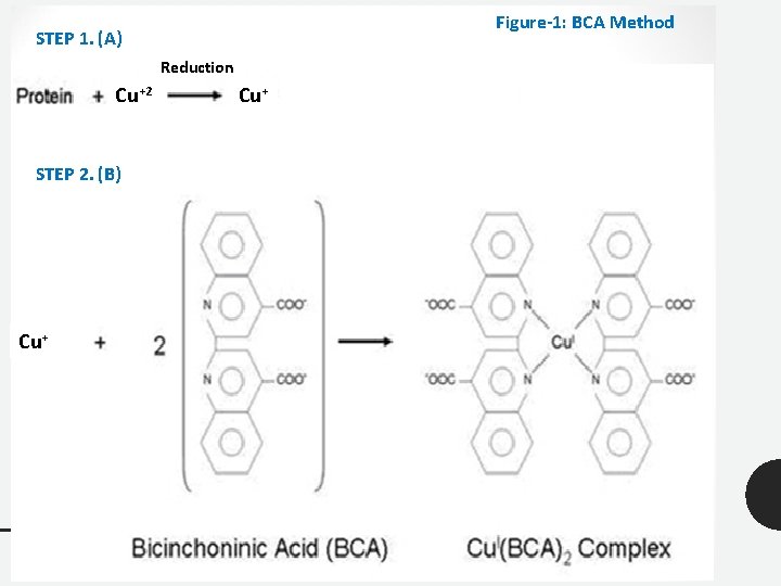Figure-1: BCA Method STEP 1. (A) Reduction Cu+2 STEP 2. (B) Cu+ 