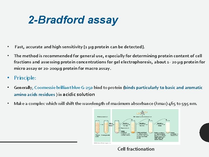 2 -Bradford assay • Fast, accurate and high sensitivity [1 μg protein can be