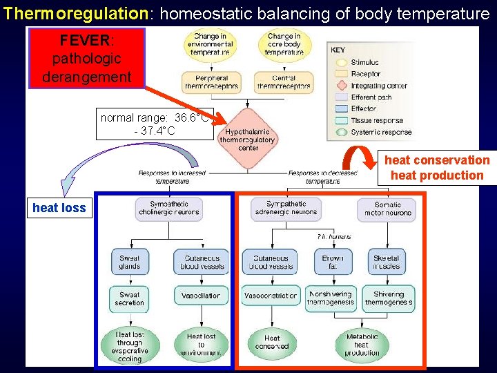 Thermoregulation: homeostatic balancing of body temperature FEVER: pathologic derangement Termoregolazione normal range: 36. 6°C