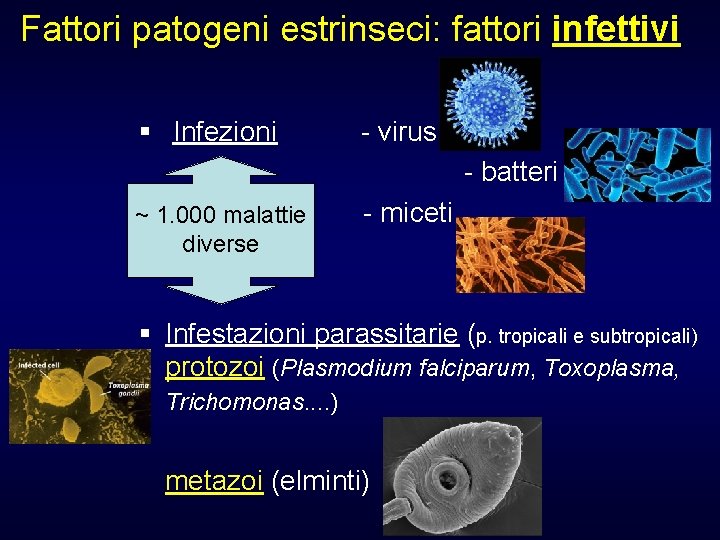 Fattori patogeni estrinseci: fattori infettivi § Infezioni - virus - batteri ~ 1. 000