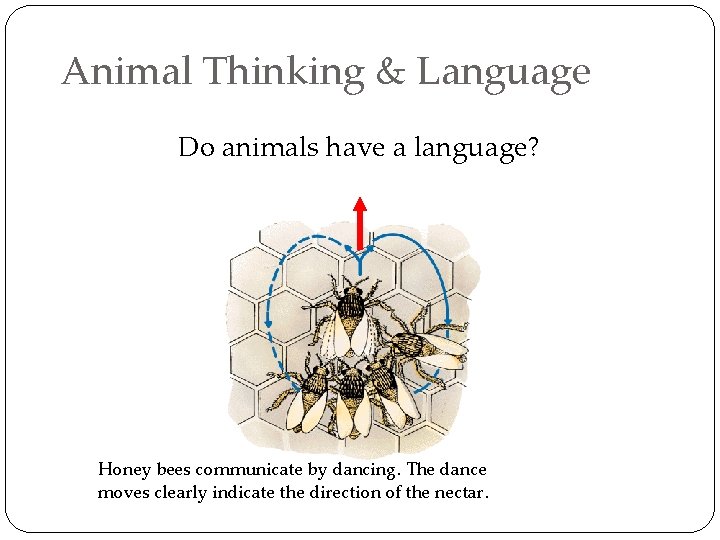 Animal Thinking & Language Do animals have a language? Honey bees communicate by dancing.