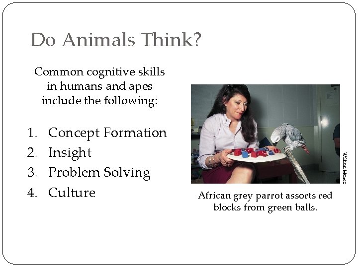 Do Animals Think? Common cognitive skills in humans and apes include the following: Concept