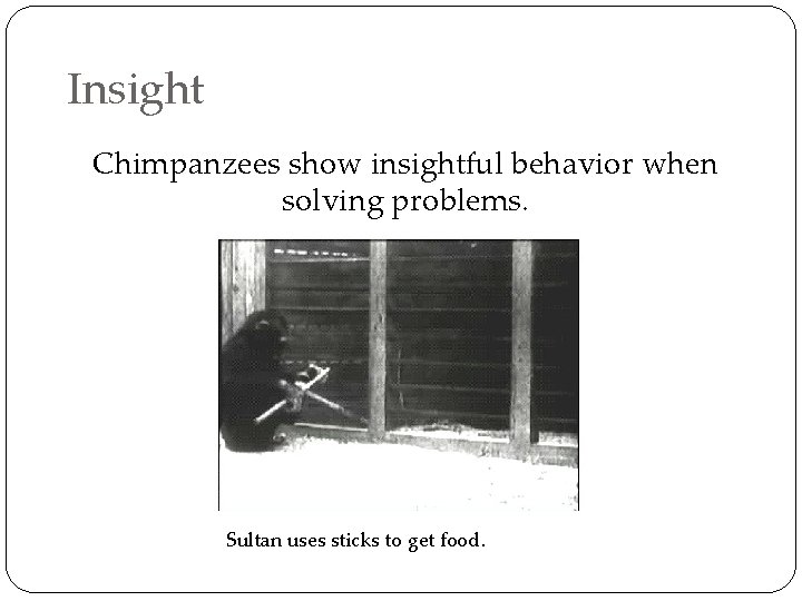 Insight Chimpanzees show insightful behavior when solving problems. Sultan uses sticks to get food.