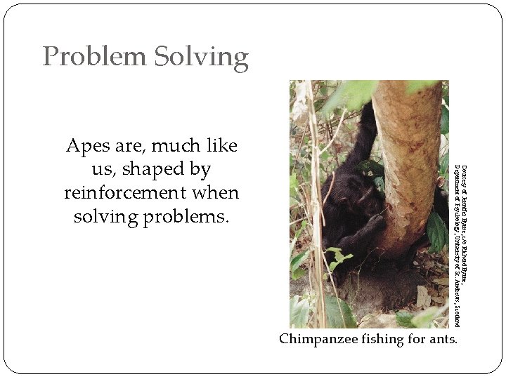 Problem Solving Courtesy of Jennifer Byrne, c/o Richard Byrne, Department of Psychology, University of