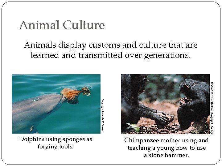 Animal Culture Animals display customs and culture that are learned and transmitted over generations.