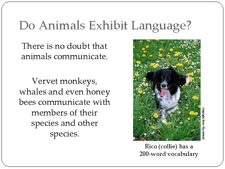 Do Animals Exhibit Language? There is no doubt that animals communicate. Copyright Baus/ Kreslowski