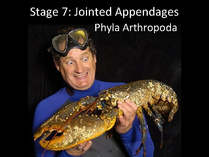 Stage 7: Jointed Appendages Phyla Arthropoda 