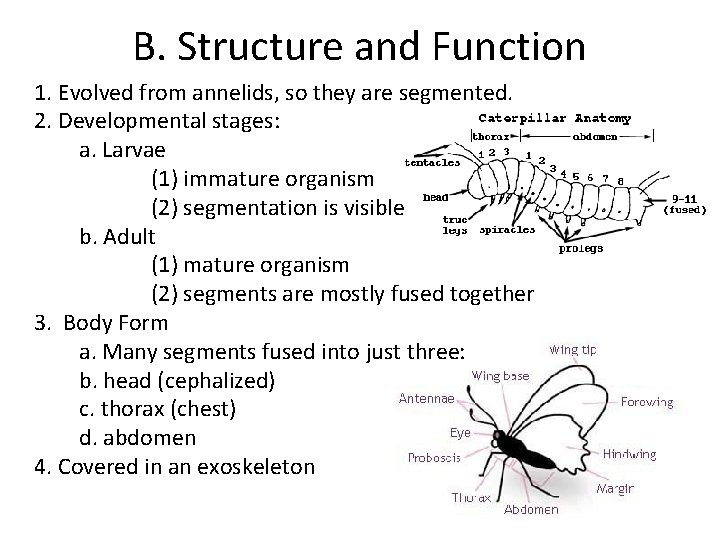 B. Structure and Function 1. Evolved from annelids, so they are segmented. 2. Developmental