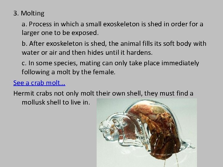 3. Molting a. Process in which a small exoskeleton is shed in order for