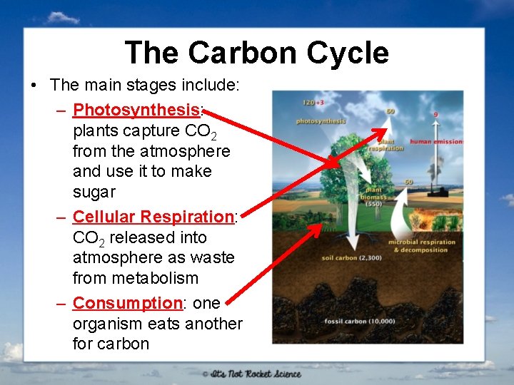 The Carbon Cycle • The main stages include: – Photosynthesis: plants capture CO 2