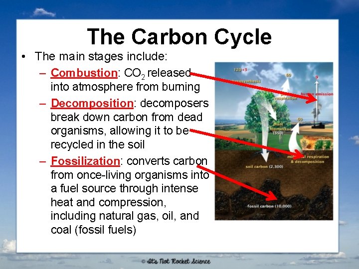 The Carbon Cycle • The main stages include: – Combustion: CO 2 released into