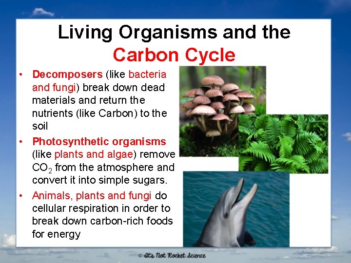 Living Organisms and the Carbon Cycle • Decomposers (like bacteria and fungi) break down