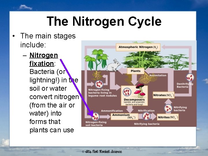 The Nitrogen Cycle • The main stages include: – Nitrogen fixation: Bacteria (or lightning!)