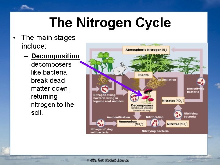 The Nitrogen Cycle • The main stages include: – Decomposition: decomposers like bacteria break