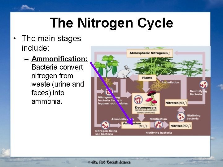 The Nitrogen Cycle • The main stages include: – Ammonification: Bacteria convert nitrogen from