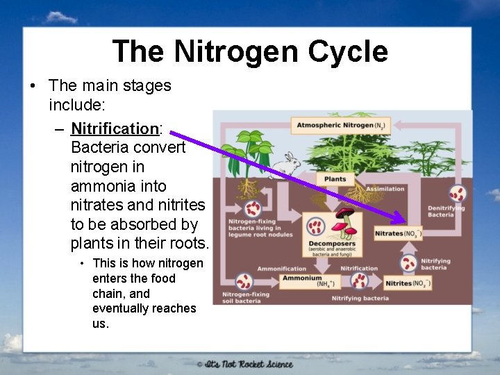 The Nitrogen Cycle • The main stages include: – Nitrification: Bacteria convert nitrogen in