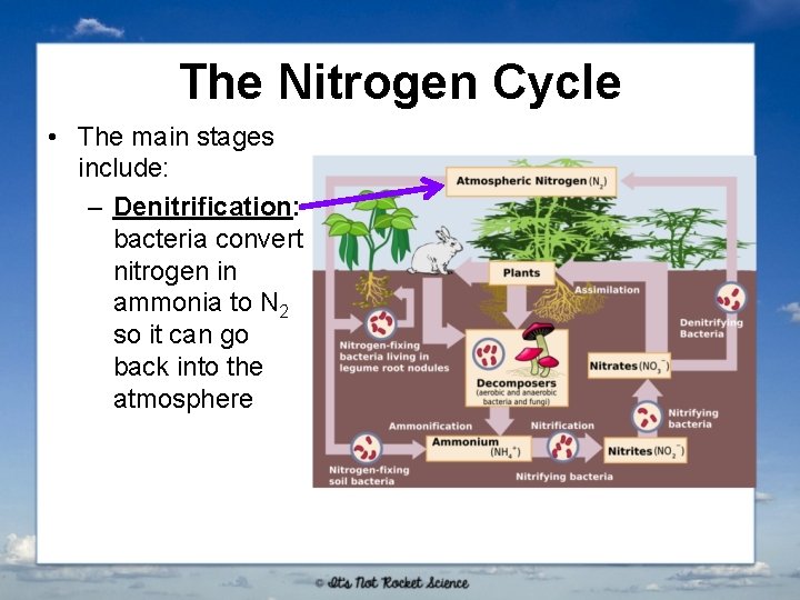 The Nitrogen Cycle • The main stages include: – Denitrification: bacteria convert nitrogen in