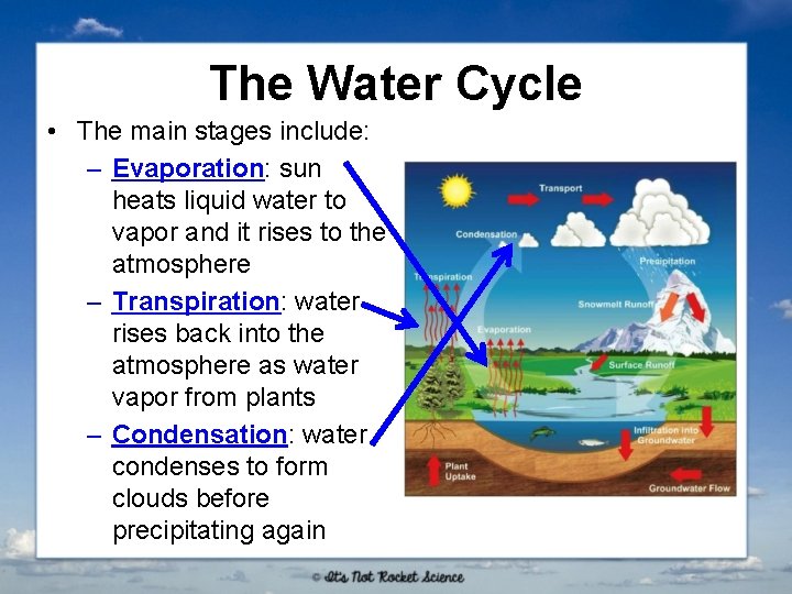 The Water Cycle • The main stages include: – Evaporation: sun heats liquid water