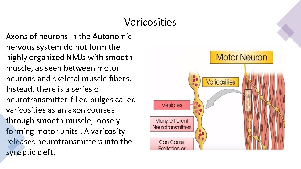 Varicosities Axons of neurons in the Autonomic nervous system do not form the highly