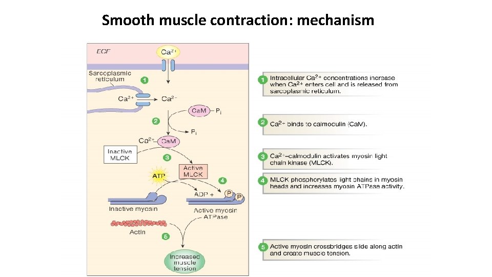 Smooth muscle contraction: mechanism 