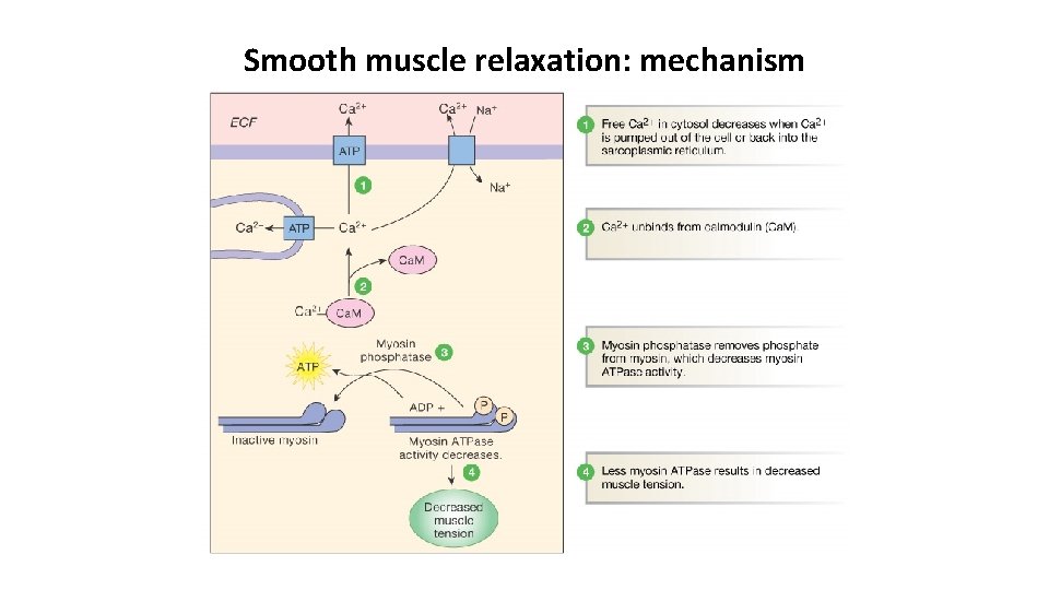Smooth muscle relaxation: mechanism 