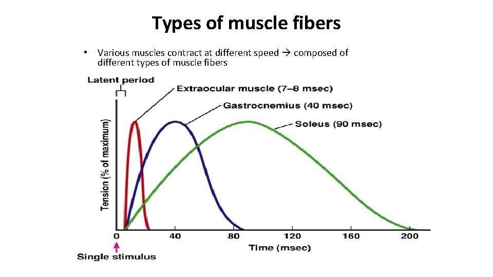 Types of muscle fibers • Various muscles contract at different speed composed of different