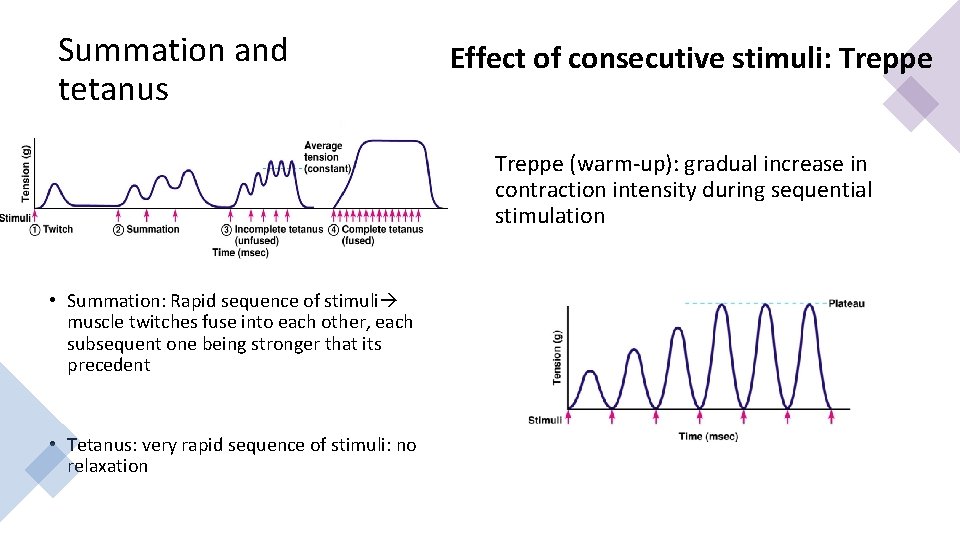 Summation and tetanus Effect of consecutive stimuli: Treppe (warm-up): gradual increase in contraction intensity