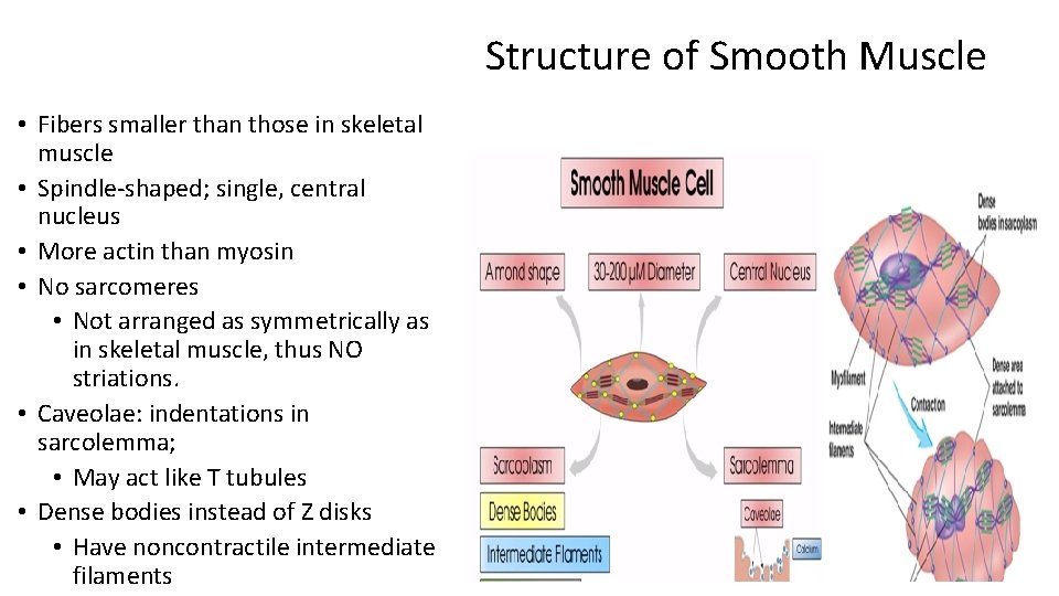 Structure of Smooth Muscle • Fibers smaller than those in skeletal muscle • Spindle-shaped;