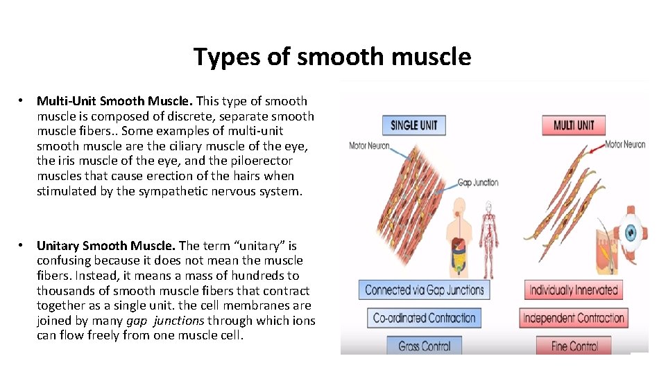 Types of smooth muscle • Multi-Unit Smooth Muscle. This type of smooth muscle is