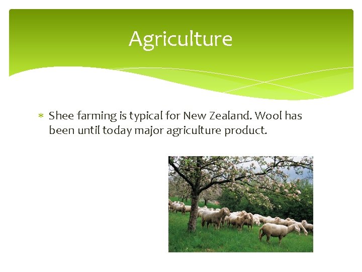 Agriculture Shee farming is typical for New Zealand. Wool has been until today major