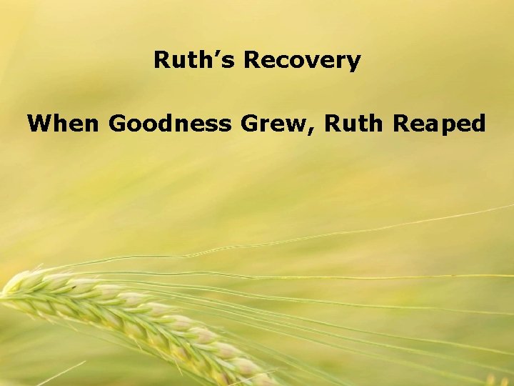 Ruth’s Recovery When Goodness Grew, Ruth Reaped 