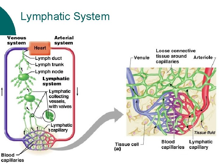 Lymphatic System 
