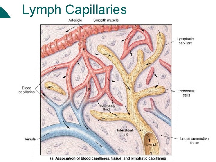 Lymph Capillaries 