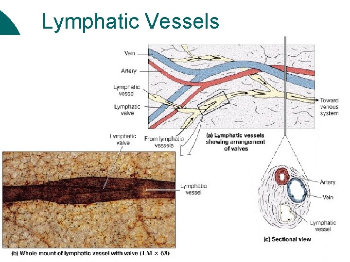 Lymphatic Vessels 