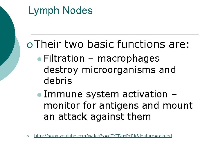 Lymph Nodes ¡ Their two basic functions are: l Filtration – macrophages destroy microorganisms